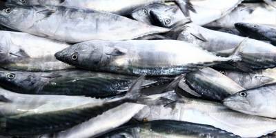Giresun'da Palamut Sezonu Bereketli Başladı