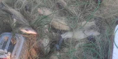 Elazığ'da kaçak avlanan 250 kilo balık ele geçirildi