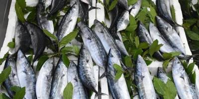 Karadeniz’de Balık Bolluğu Fiyatlara Yansıdı