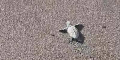 Bodrum'da 62 Caretta Caretta Yavrusu Denizle Buluştu