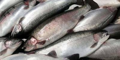 Migros, Karadeniz’de Türk somonu hasadına başladı