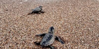 Fethiye'de Yaklaşık 6 Bin Caretta Caretta Yavrusu Denizle Buluştu