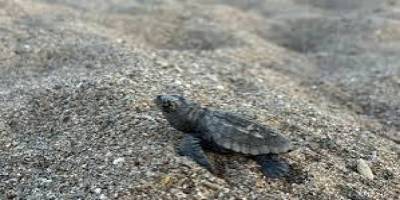 Antalya Sahillerinden 200 Bin Caretta Caretta Yavrusu Denize Ulaştı