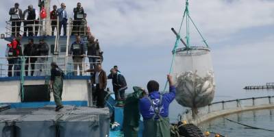 Samsun'da sezonun ilk somon hasadı yapıldı