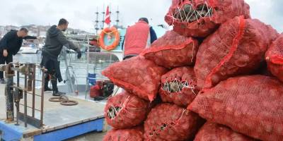 Balıkçıların salyangoz mesaisi başladı