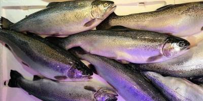 Doğu Karadeniz'den 4 ayda 28,5 milyon dolarlık Türk somonu ihraç edildi