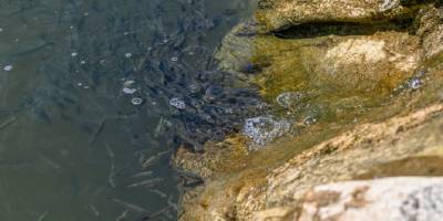 Van'da akarsuların debisi düştü, inci kefallerinin göçü zorlaştı