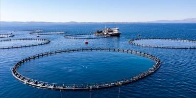Türkiye'nin su ürünleri üretiminde artış yaşandı