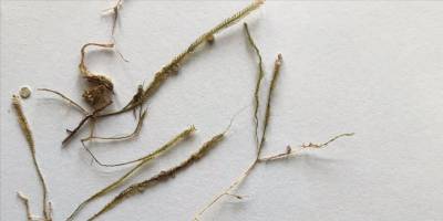 "Katil yosun"un yeni rotası Karadeniz olabilir