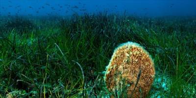 Denizlerin akciğerleri çoklu baskı altında