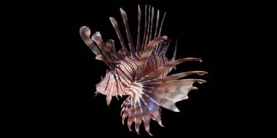 İstilacı aslan balığının Akdeniz'deki yaşam alanları ve popülasyonu takip edilecek