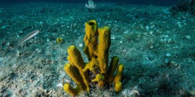 Derin deniz madenciliğindeki denetim zorluğu ekosistem için kaygıya neden oluyor