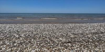 ABD'nin güney sahillerinde binlerce balık kıyıya vurdu