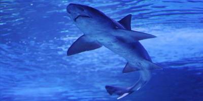 ABD, köpek balıklarına gelişmiş algılayıcılar takmaya başladı