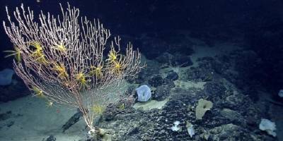 BM Açık Deniz Anlaşması ile okyanuslar nasıl daha iyi korunacak?