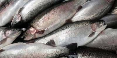 15 ülkeye 46 milyon 312 bin 374 dolarlık Türk somonu ihraç edildi