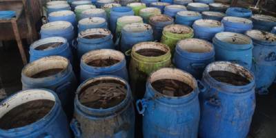 Yasadışı yollarla avlanan deniz patlıcanları denize salındı