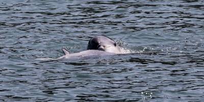 İstanbul Boğazı'nda yunuslar gözlemlendi