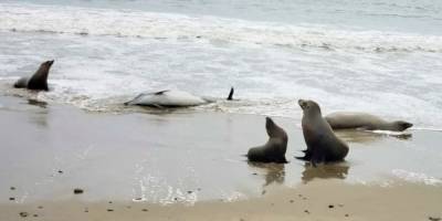 Zehirli algler yüzlerce yunus ve deniz aslanını öldürüyor