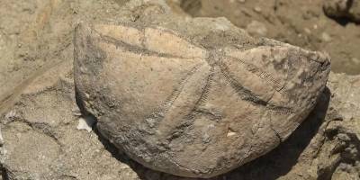 20 milyon yıl öncesine ait deniz canlısı fosili bulundu