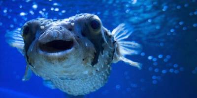 Karadeniz'de suyun ısınması mavi yengeç ve balon balığının gelmesine neden oluyor