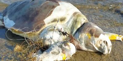 Caretta carettaların korunması için balıkçılara hayalet ağ uyarısı