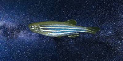 Çin uzaya balık gönderecek