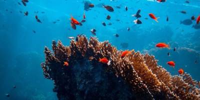 Dünya 36 milyon yılda bir biyolojik çeşitlilik patlaması yaşıyor