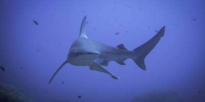 Köpek balıklarında yüksek düzeyde uyuşturucu tespit edildi