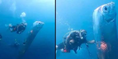 Tayvanlı dalgıçlar tuhaf görünümlü bir deniz canlısıyla karşılaştı