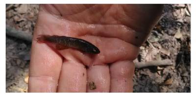 Suyun dışında da yaşayabilen balık türü keşfedildi