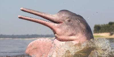 Yunus balıklarının nefesinde ilk defa mikroplastiğe rastlandı