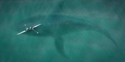 Katil balinaların "teknelere saldırması" oyun amacıyla olabilir