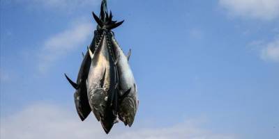 Orkinos ihracatı yılın ilk yarısında 40 milyon dolar döviz getirdi