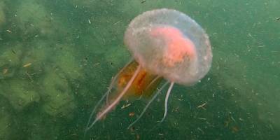 İstilacı taraklı medüzler, yerel balık stoklarını azaltıyor