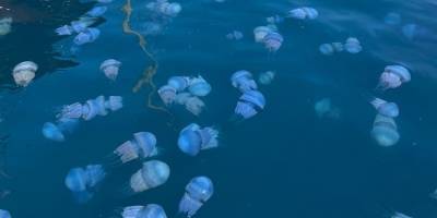 Foça kıyılarında deniz anası yoğunluğu yaşanıyor