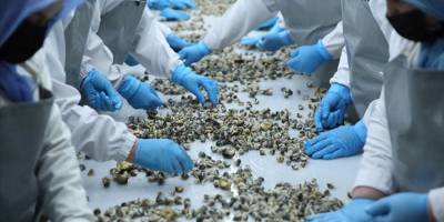 Türkiye'nin 7 aylık deniz salyangozu ihracatı yüzde 100 arttı