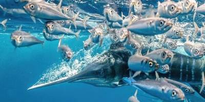 Su altı fotoğrafçıları denizlerde değişen biyoçeşitliliği belgeliyor