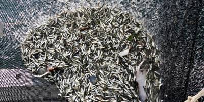 Trabzon'da balıkçılar sezonun ilk avından istavritle döndü