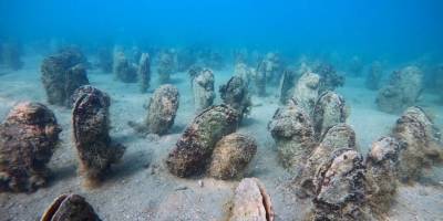 Erdek Körfezi'ndeki genç pinalar Marmara Denizi'nin ekosistemine umut oldu