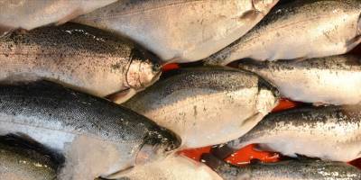 Trabzon'un Türk somonu ihracatından sağladığı gelir 5 yılda yüzde 968 arttı