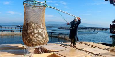 Muğla'dan 94 ülkeye su ürünleri ihraç ediliyor