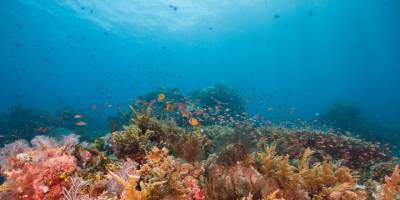 Almanya BM'nin açık denizlerde biyolojik çeşitliliğin korunması anlaşmasını imzalayacak