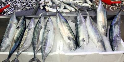 Sinop'ta 3 kilogramı bulan toriklerin tanesi 350 liradan satılıyor