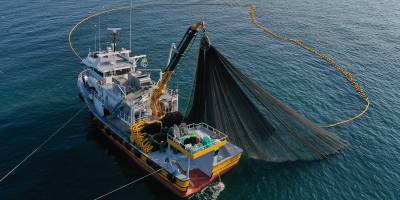 Küresel ısınmayla balıkların göç yollarının değişmesi Türkiye'deki balık avcılığını olumsuz etkiliyor