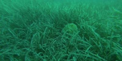 Karaburun-Ildır Körfezi'nde nesli tükenmekte olan "yastıklı taş mercan" bulundu