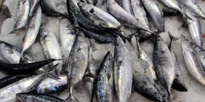 Karadeniz'de palamut ağlara takıldı