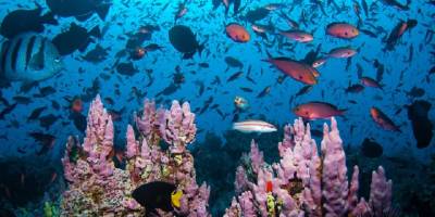 Sıcak dalgaları okyanus derinliklerini yüzeyden çok daha ciddi şekilde etkiliyor