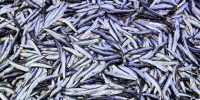 Hamsi ihracatı yılın ilk yarısını yüzde 23 artışla kapattı