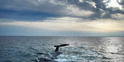 Açık Denizler Antlaşmasını Birleşmiş Milletler’de imzalandı